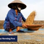 Cuestionan plan de aumento de precios del arroz entre Tailandia y Vietnam sin la inclusión de India