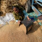 Dentro del giro de la política de la India sobre las exportaciones de trigo