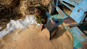 Dentro del giro de la política de la India sobre las exportaciones de trigo