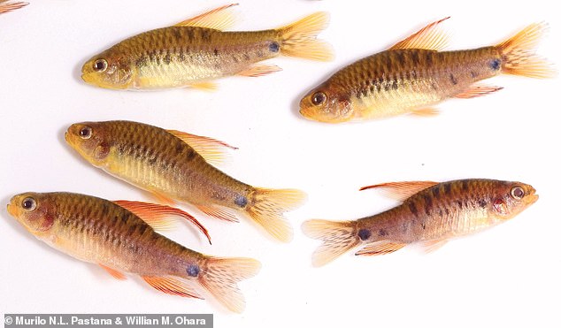 La más colorida de las dos especies del pez recién descrito, Poecilocharax callipterus.  Su tamaño promedio es de poco más de una pulgada.