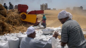 Egipto lanza proyectos agrícolas para abordar la escasez de alimentos en el futuro