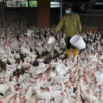 El Ministerio de Agricultura de Malasia acelerará los pagos de subsidios a los criadores de pollos para garantizar el suministro interno