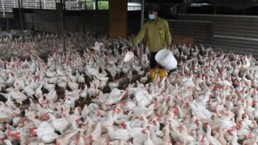 El Ministerio de Agricultura de Malasia acelerará los pagos de subsidios a los criadores de pollos para garantizar el suministro interno