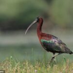 Se espera que el ibis brillante (en la foto), que vive principalmente en países mediterráneos como España y Grecia, se reproduzca en el Reino Unido por primera vez gracias al clima más cálido aquí.