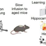 El líquido cefalorraquídeo de ratones jóvenes mejora la memoria en ratones viejos, informan investigadores.  Esta ilustración muestra una descripción general de sus experimentos de laboratorio: desde la recolección de LCR de ratones jóvenes, infusión en ratones viejos, una tarea de memoria, secuenciación de ARN e histología (estudio de células a través de un microscopio)