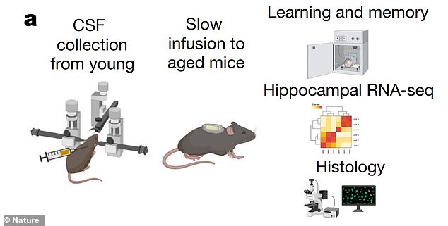 El líquido cefalorraquídeo de ratones jóvenes mejora la memoria en ratones viejos, informan investigadores.  Esta ilustración muestra una descripción general de sus experimentos de laboratorio: desde la recolección de LCR de ratones jóvenes, infusión en ratones viejos, una tarea de memoria, secuenciación de ARN e histología (estudio de células a través de un microscopio)