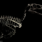 Con una altura de 4 pies y 10 pies de largo, el esqueleto de 110 millones de años pertenece al depredador del ápice Deinonychus antirrhopus.