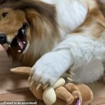 Un hombre japonés que se transforma en un perro con un disfraz ultrarrealista ha dicho que esconde su alter ego canino de sus amigos porque le preocupa que piensen que es raro.