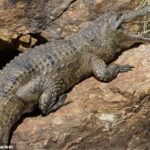 Según los informes, el cocodrilo de agua dulce mordió al hombre de 38 años en la pierna mientras nadaba en el lago Argyle, en la remota región de Kimberley el lunes (imagen de archivo)
