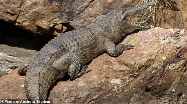 Según los informes, el cocodrilo de agua dulce mordió al hombre de 38 años en la pierna mientras nadaba en el lago Argyle, en la remota región de Kimberley el lunes (imagen de archivo)
