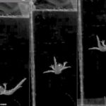Increíbles imágenes han capturado cómo las 'salamandras errantes' se deslizan como paracaidistas para ayudar a controlar y ralentizar su caída cuando saltan desde una gran altura.