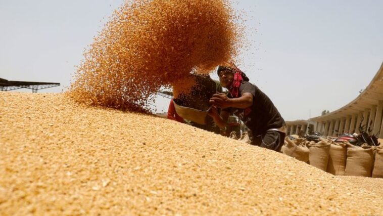 India permitirá envíos de trigo en espera de despacho de aduana