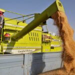 India prohíbe las exportaciones de trigo porque la ola de calor daña la cosecha y los precios internos se disparan