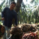 Indonesia cancela plan para enviar trabajadores a las plantaciones de palma de Malasia