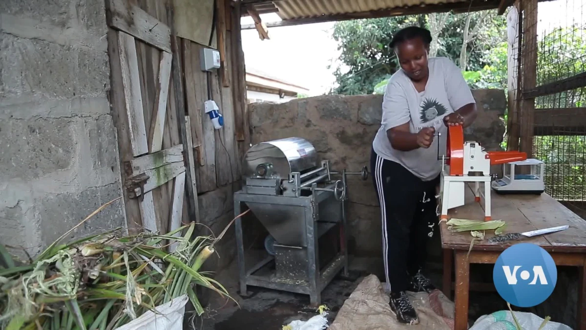 Innovadora keniana crea toallas sanitarias biodegradables a partir de desechos agrícolas
