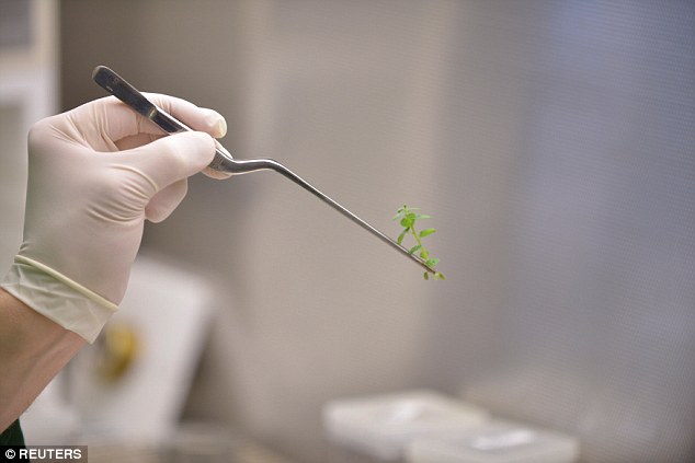 ¿Futuro de la comida?  El Gobierno presentará hoy una nueva legislación para acelerar el desarrollo y la comercialización de cultivos 'modificados genéticamente' en un nuevo proyecto de ley.  En la foto, un científico investigador examina una plántula de soja en New Brighton, Minnesota.