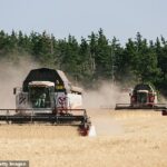 Las cosechadoras bombean grano de trigo recién cosechado a un camión durante una cosecha anterior en Kharkiv, Ucrania.  Hoy, la industria agrícola del país está en crisis después de la invasión de Rusia.