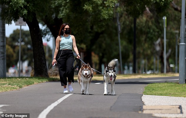 Cualquiera que infrinja las reglas de Covid en el sur de Australia podría ser castigado con dos años de cárcel, ya que esta semana se aprobarán nuevas leyes duras en el parlamento estatal.  En la imagen: una residente de Adelaide pasea a sus perros durante el encierro en noviembre de 2021