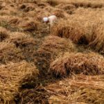Los agricultores de trigo egipcios hacen frente a las perturbaciones agravantes