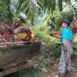 Los agricultores indonesios denuncian la prohibición de exportar aceite de palma mientras los precios se desploman