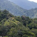 Los investigadores han estudiado casi 50 años de datos sobre el número de árboles en las regiones tropicales húmedas del norte de Queensland (en la foto).  Descubrieron que las tasas de mortalidad de los árboles tropicales se han duplicado desde 1984, debido al calentamiento global, y que los árboles también viven alrededor de la mitad de tiempo.