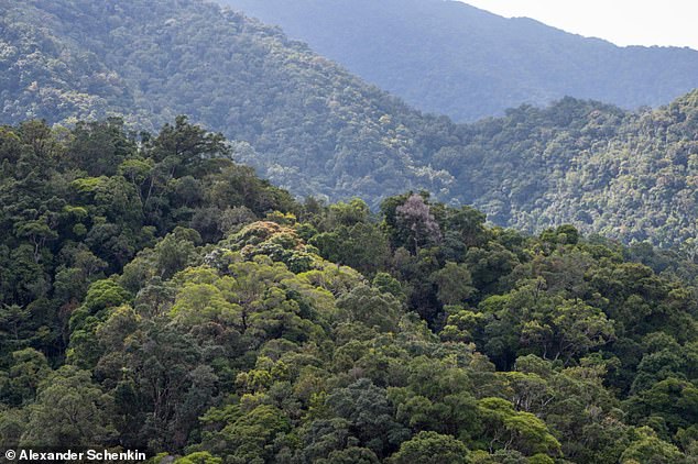 Los investigadores han estudiado casi 50 años de datos sobre el número de árboles en las regiones tropicales húmedas del norte de Queensland (en la foto).  Descubrieron que las tasas de mortalidad de los árboles tropicales se han duplicado desde 1984, debido al calentamiento global, y que los árboles también viven alrededor de la mitad de tiempo.