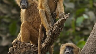 Se ha descubierto que los babuinos de Guinea machos fuertemente unidos producen menos descendencia que aquellos que pasan menos tiempo socializando con el mismo sexo.