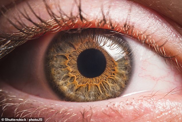 Las células que se encuentran en la retina del ojo pueden ser la clave para revertir la muerte
