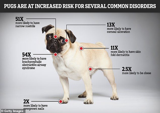Los carlinos son significativamente más propensos a sufrir trastornos respiratorios, oculares y cutáneos que otras razas, según los veterinarios del Royal Veterinary College.