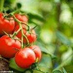 Los investigadores afirman que la vitamina D que puede obtener al comer uno de estos tomates genéticamente modificados es equivalente a dos huevos o 28 gramos de atún (imagen de archivo)