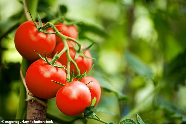 Los investigadores afirman que la vitamina D que puede obtener al comer uno de estos tomates genéticamente modificados es equivalente a dos huevos o 28 gramos de atún (imagen de archivo)
