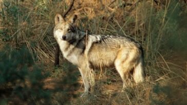 Más lobos mexicanos se están reproduciendo en Nuevo México