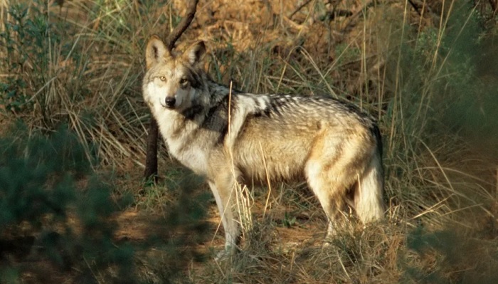 Más lobos mexicanos se están reproduciendo en Nuevo México