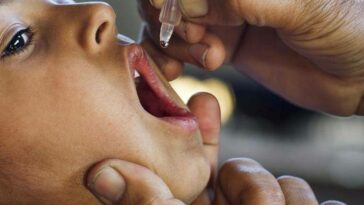 A child is vaccinated against polio. Photo: Paarl Post