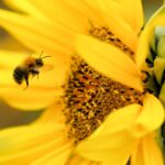 Múltiples hábitats necesitan protección para salvar a los abejorros del Reino Unido: estudio
