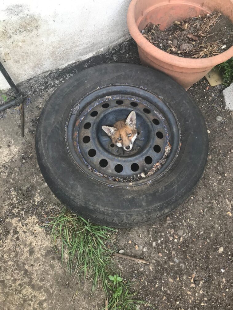 RSPCA emite una advertencia después de que cuatro cachorros de zorro de Londres se atascan en las ruedas de un automóvil viejo