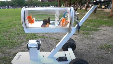 Huang 'Jerry' Xiaojie, un YouTuber con sede en Taipei, ha desarrollado un cochecito de pecera personalizado con la esperanza de llevar a su pez dorado mascota a pasear por la ciudad con él.