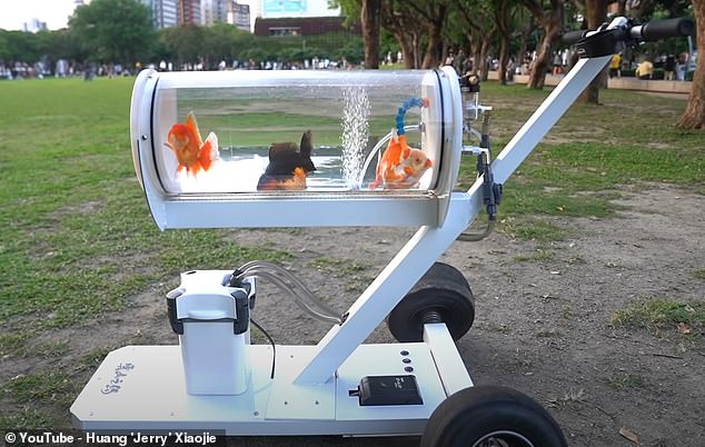 Huang 'Jerry' Xiaojie, un YouTuber con sede en Taipei, ha desarrollado un cochecito de pecera personalizado con la esperanza de llevar a su pez dorado mascota a pasear por la ciudad con él.