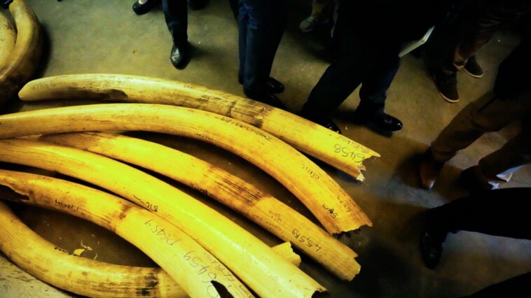 Zimbabue insta a la venta de existencias de marfil de elefante incautado