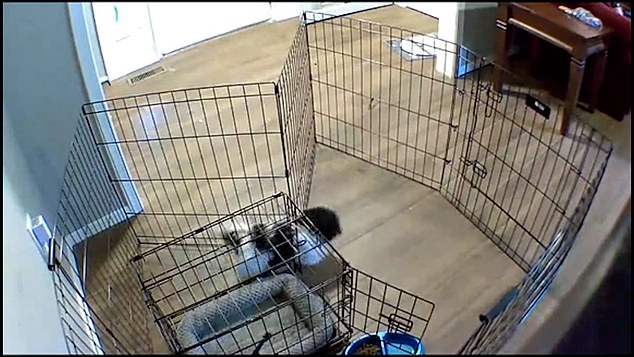 El perrito arrastra la pared de su corral cerca de su jaula para poder alcanzarla