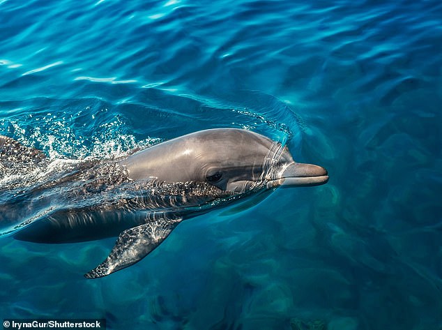 Los delfines usan silbidos característicos y de sabor para identificarse entre sí, según el nuevo estudio.  Esto les permite compensar la falta de olfato (los delfines no tienen bulbos olfativos)