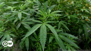 Alemania busca un enfoque de "seguridad ante todo" para legalizar el cannabis