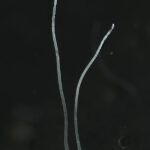 Filamentos de Thiomargarita magnifica.  El organismo 'gigante' es unas 50 veces más grande que todas las demás bacterias gigantes conocidas y, por lo tanto, puede verse a simple vista.