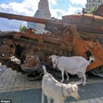 Una cabra ucraniana hirió a varios soldados rusos después de activar su propio cable trampa y disparar una serie de granadas (imagen de archivo de cabras junto a tanques rusos en Ucrania)
