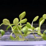 Científicos cultivan alimentos en la oscuridad con 'fotosíntesis artificial'