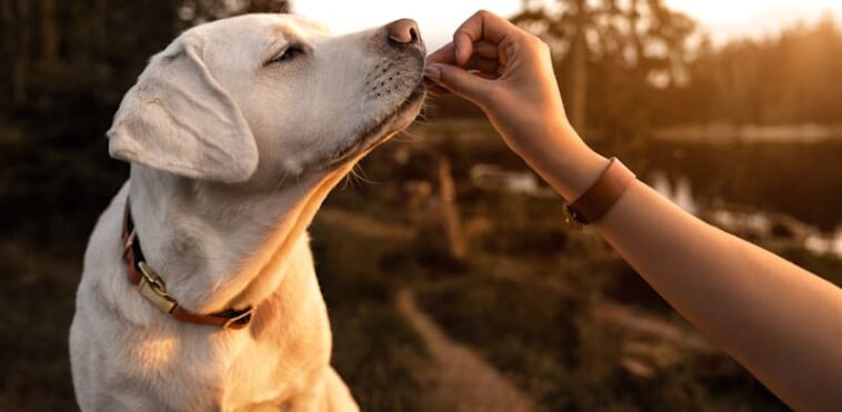 Dog training  credit: Shutterstock, manushot