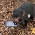 El demonio de Tasmania agarró el iPhone de la mujer y llevó a los trabajadores de la vida silvestre a una persecución