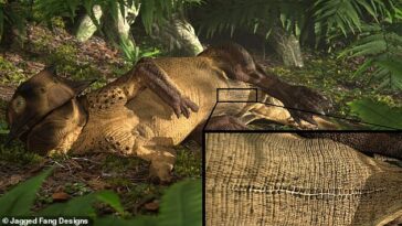 Una reconstrucción en 3D de un Psitacosaurio reclinado que muestra la larga cicatriz umbilical rodeada de escamas distintivas que fue identificada por el equipo de estudio.