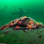 Una imagen inquietante que muestra el cadáver de un león marino siendo devorado por al menos una docena de estrellas de mar de colores en el lecho marino de la Bahía de Monterey, California, ganó la categoría 'Vida acuática' en un concurso de fotografía.