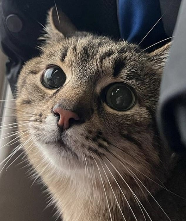 Insta-gato!  Stepan, de 13 años, de Ucrania, tiene más de un millón de seguidores en Instagram: su dueña, Anna, que se vio obligada a huir de su país de origen, utilizó recientemente el perfil del moggie para recaudar fondos para ayudar a otras mascotas desplazadas.